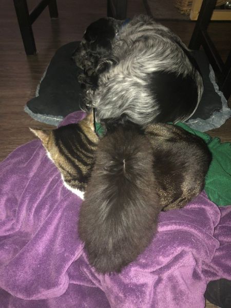 Meine Haustiere / g_2_0_img_1116.jpg